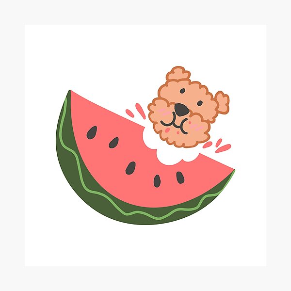 THIS CUTE POODLE LIKES EATING WATERMELONS Photographic Print
