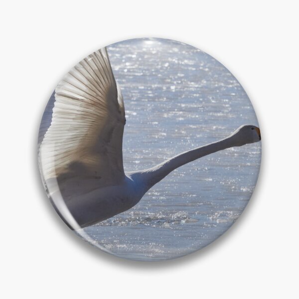 Item preview, Run baby run. Whooper swan designed and sold by Jouko Lehto Photography.