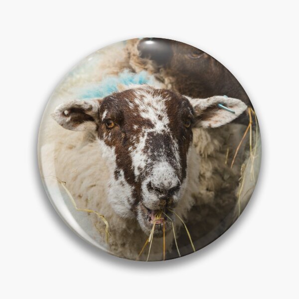 Item preview, Lunchtime for Sheep designed and sold by Jane Stanley Photography.