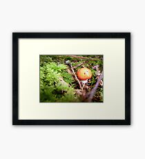 Red cap.... Framed Print
