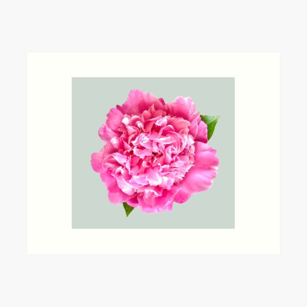 Item preview, Pink Peony with Leaves Close-up  designed and sold by InalterataArt.