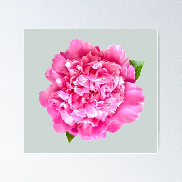 Item preview, Pink Peony with Leaves Close-up  designed and sold by InalterataArt.