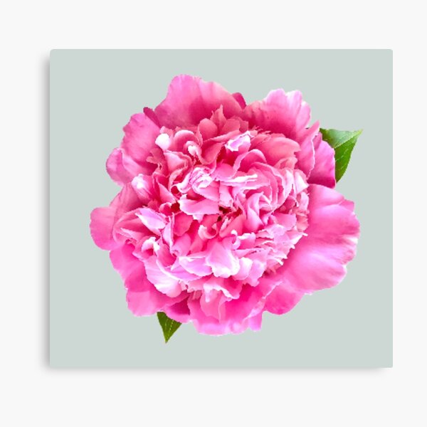 Item preview, Pink Peony with Leaves Close-up  designed and sold by InalterataArt.