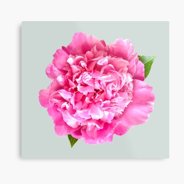 Item preview, Pink Peony with Leaves Close-up  designed and sold by InalterataArt.