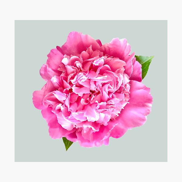 Item preview, Pink Peony with Leaves Close-up  designed and sold by InalterataArt.