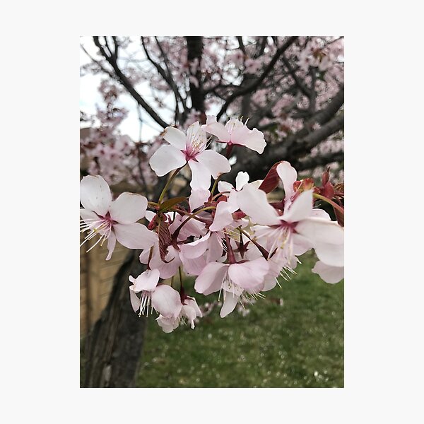 Item preview, Cherry Blossoms Photo designed and sold by xcore.