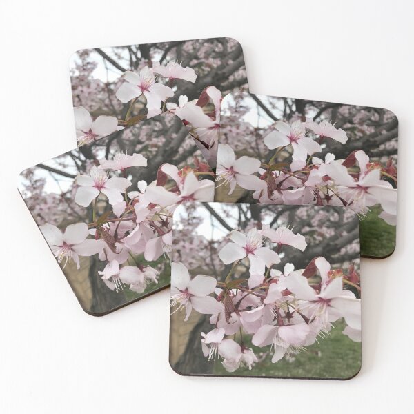 Item preview, Cherry Blossoms Photo designed and sold by xcore.