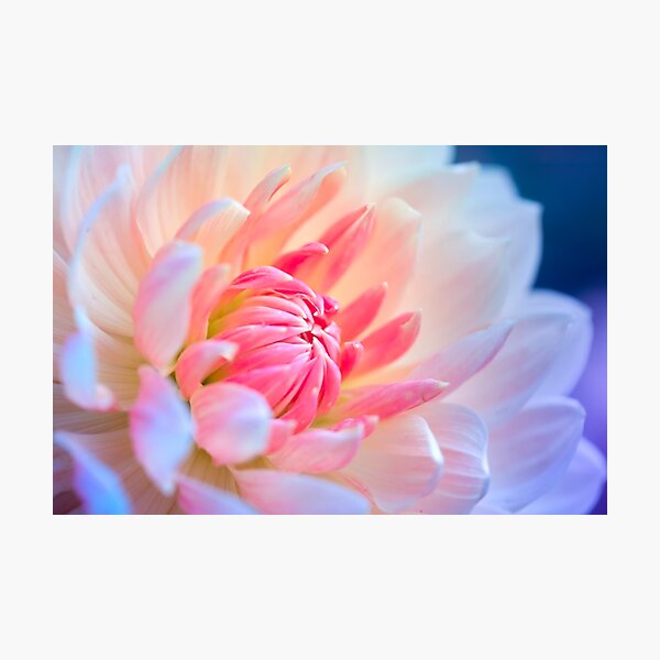 Item preview, Pretty Pastel Pink Dahlia Macro Flower designed and sold by CyaniRose.