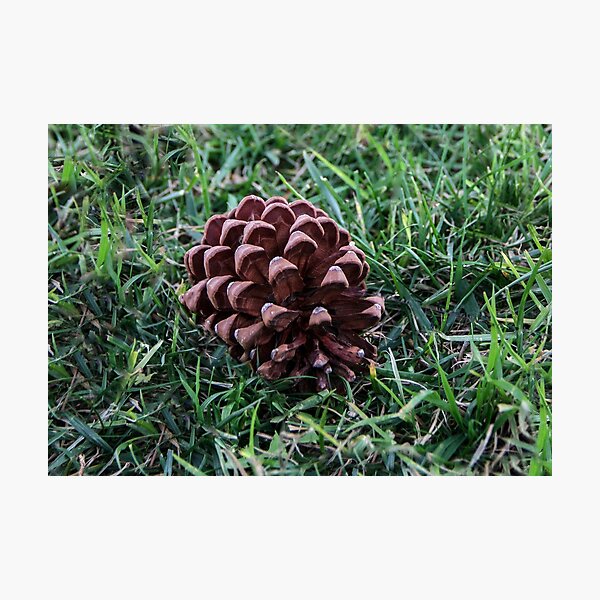 Item preview, California Pine Cone designed and sold by heatherfriedman.