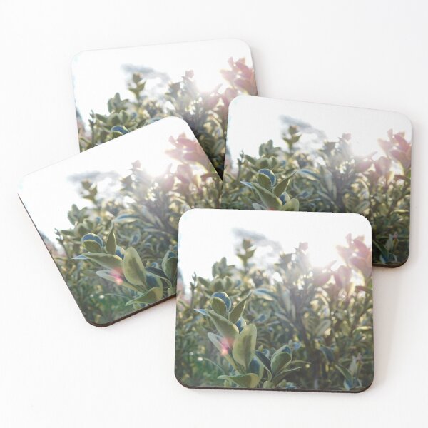Item preview, Boxwoods in the sun designed and sold by Keystone-photos.