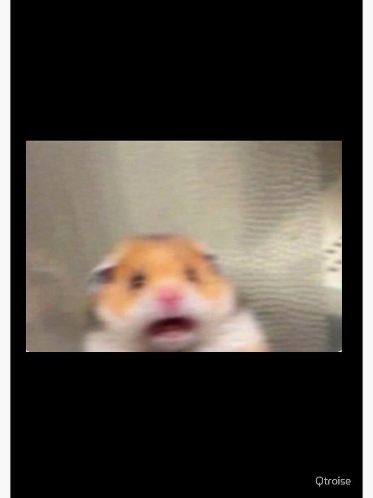 Scared hamster meme: Where did it actually come from and is it real?