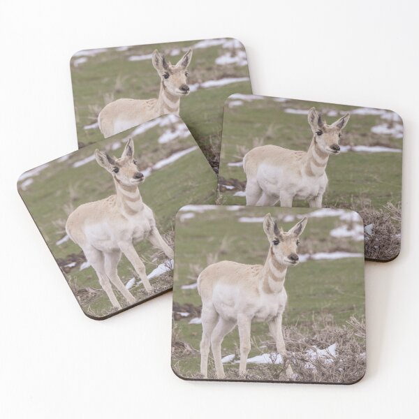 Item preview, A Young Pronghorn Buck In The Wild designed and sold by FreelanceJim.