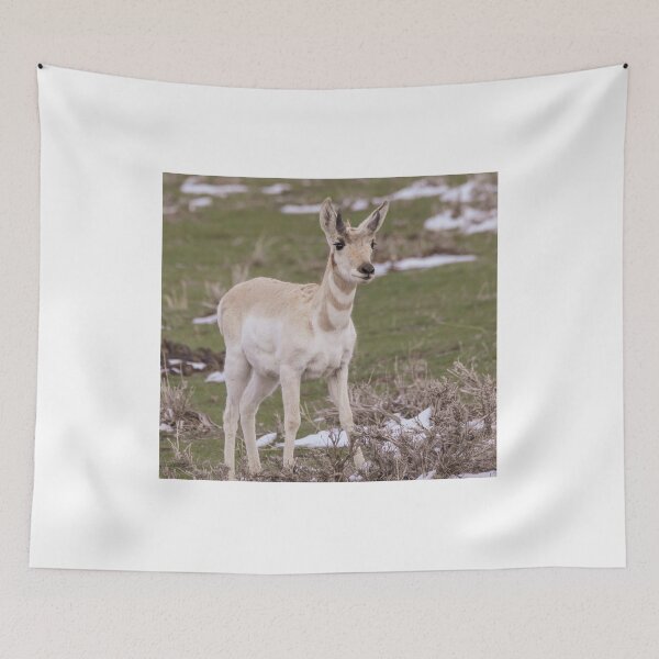 Item preview, A Young Pronghorn Buck In The Wild designed and sold by FreelanceJim.