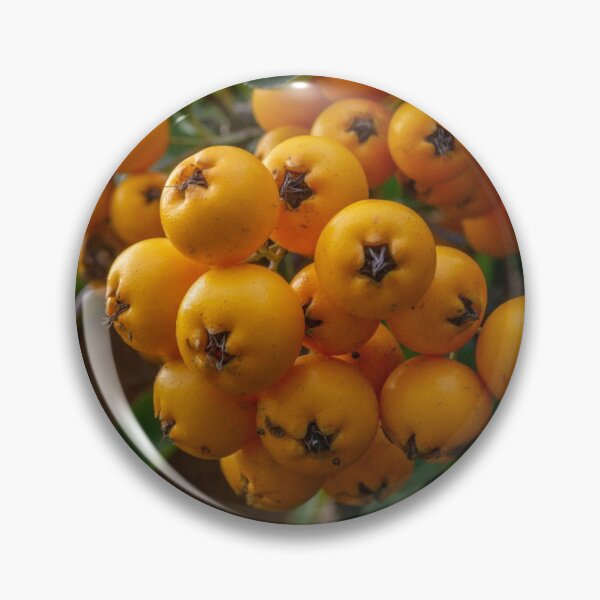 Item preview, Orange Berries Bush Photo designed and sold by Pankas.
