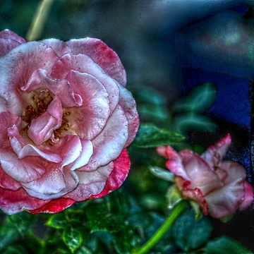 Artwork thumbnail, Pink Roses by Ronald Williams