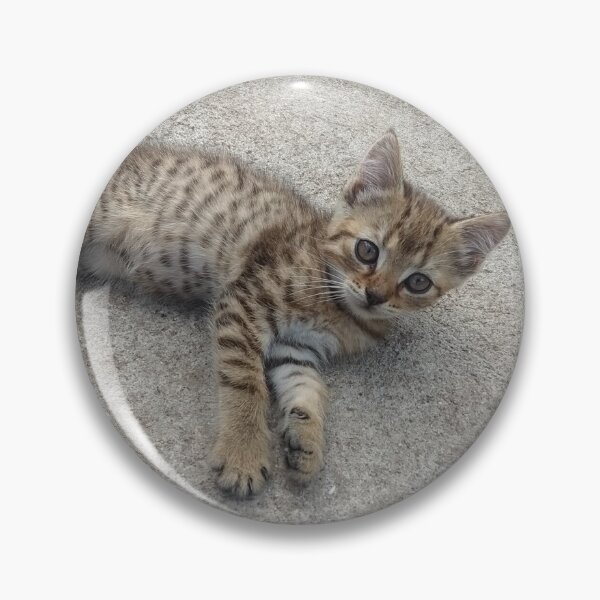 Item preview, Kitty Photo Print designed and sold by Pankas.