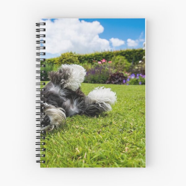 Item preview, Miniature Schnauzer Playing designed and sold by simon17.