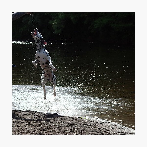 Dalmatian dog jumping from water Photographic Print