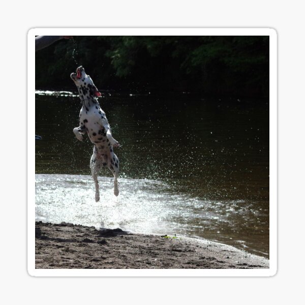 Dalmatian dog jumping from water Sticker