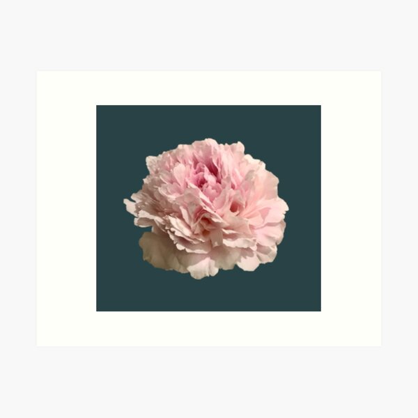Item preview, Pale Pink Peony on Dark Teal Background designed and sold by InalterataArt.