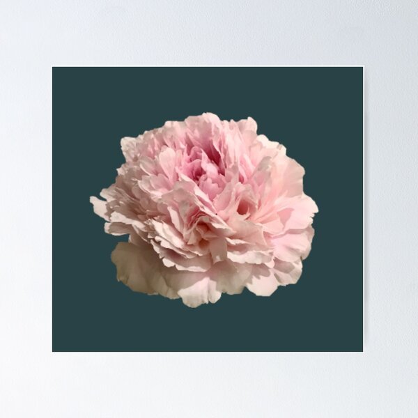 Item preview, Pale Pink Peony on Dark Teal Background designed and sold by InalterataArt.
