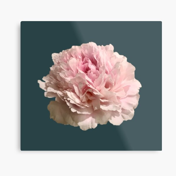 Item preview, Pale Pink Peony on Dark Teal Background designed and sold by InalterataArt.