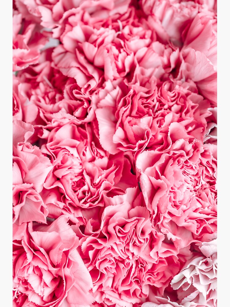 Thumbnail 3 of 3, Sticker, the pink flowers designed and sold by Semapemodiba.