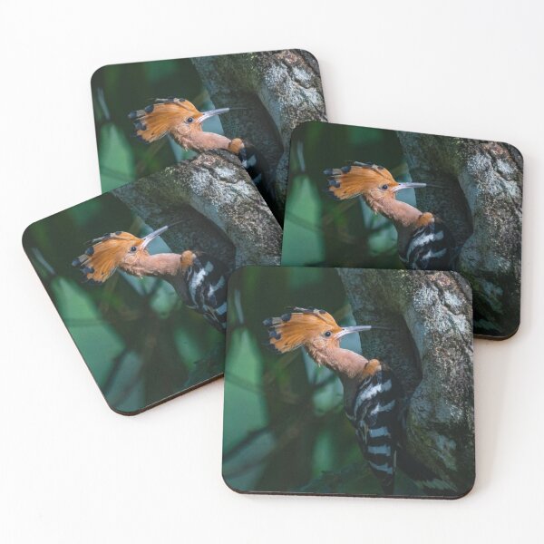Item preview, Rare Hoopoe II @ Taiping Lake Gardens, Malaysia designed and sold by David ST Loh Images.
