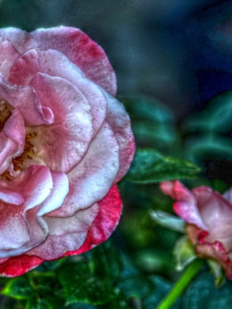 Thumbnail 4 of 4, iPhone Case, Pink Roses designed and sold by Ronald Williams.