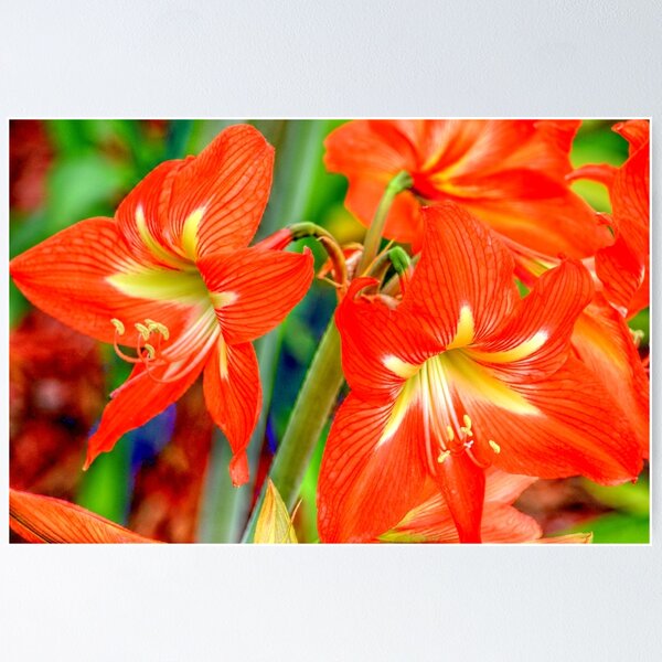 Item preview, Amaryllis In Bloom designed and sold by Ronald Williams.