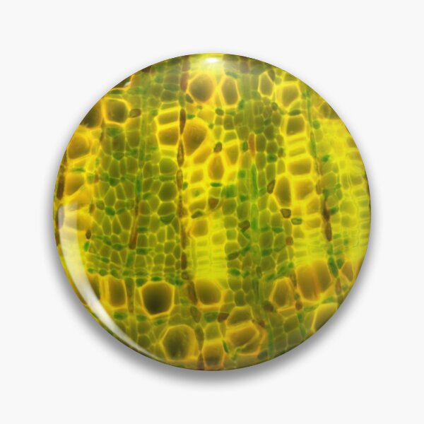 Item preview, Lime tree stem under a microscope.  Micro Photography. designed and sold by Maddie4Real.
