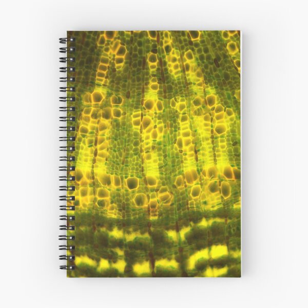 Item preview, Lime tree stem under a microscope.  Micro Photography. designed and sold by Maddie4Real.