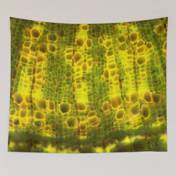 Item preview, Lime tree stem under a microscope.  Micro Photography. designed and sold by Maddie4Real.
