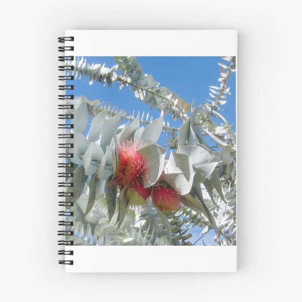 Item preview, Eucalyptus Rhodantha designed and sold by DPalmer.