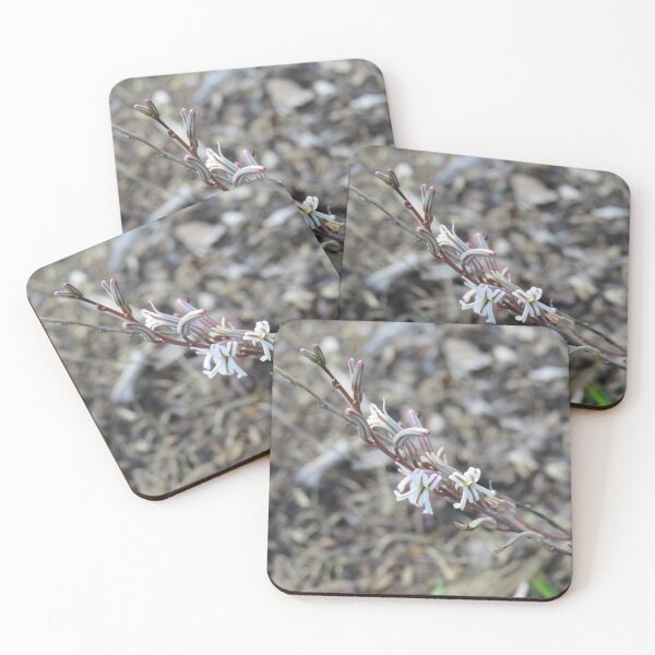 Item preview, Haworthia flowers designed and sold by greentiger1.
