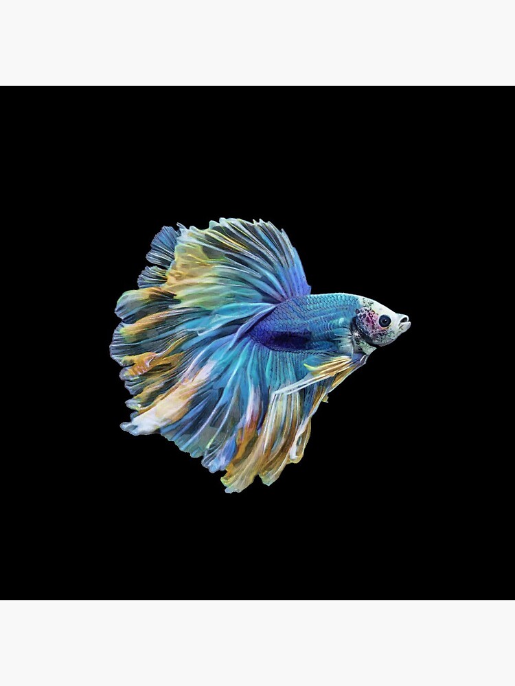 Pin by AquariumFish.net on Betta Fish