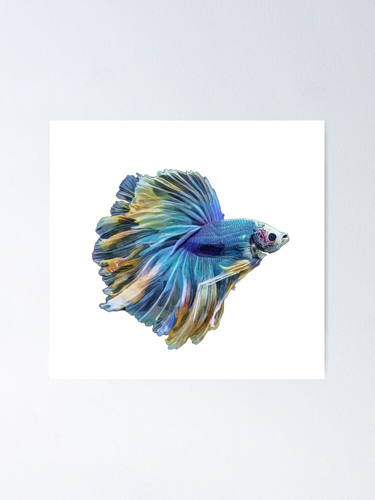 paradise betta