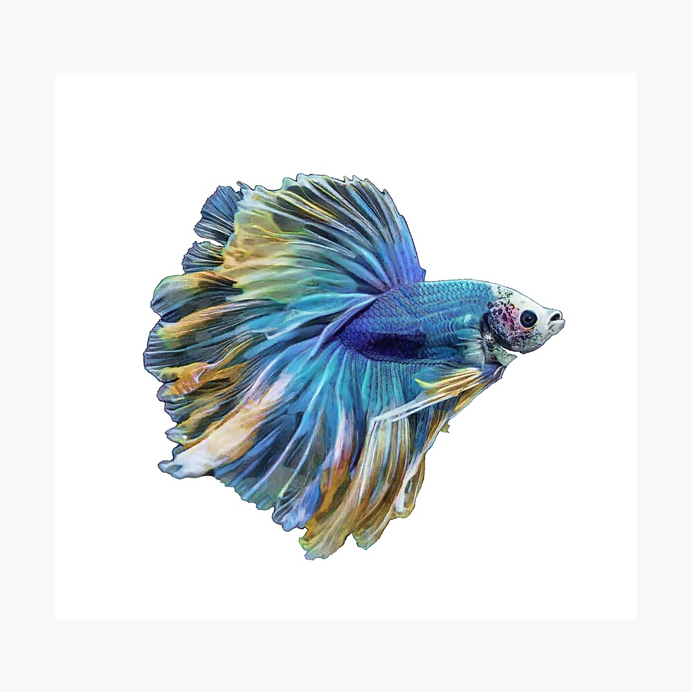 paradise betta fish