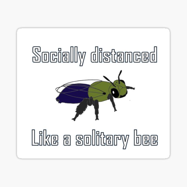 Socially distanced like a solitary bee Sticker