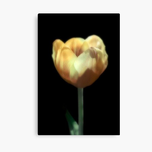 One Yellow Beauty Canvas Print