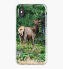 Juvenile Elk at Rocky Mountain National Park iPhone Case