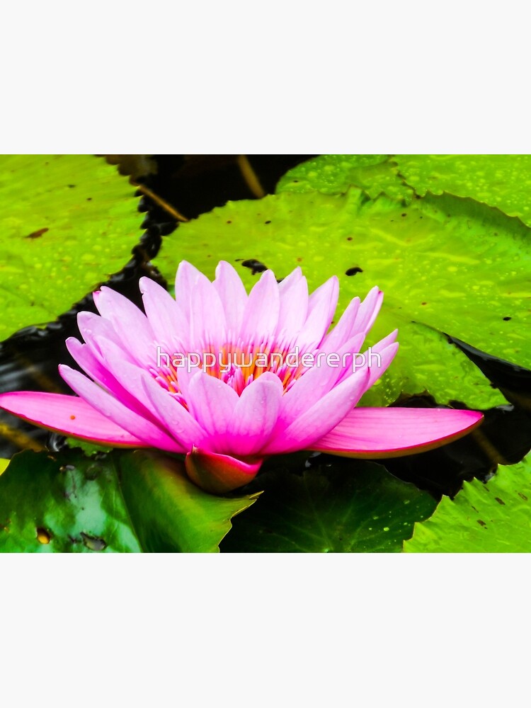 Disover Pink Waterlily Premium Matte Vertical Poster
