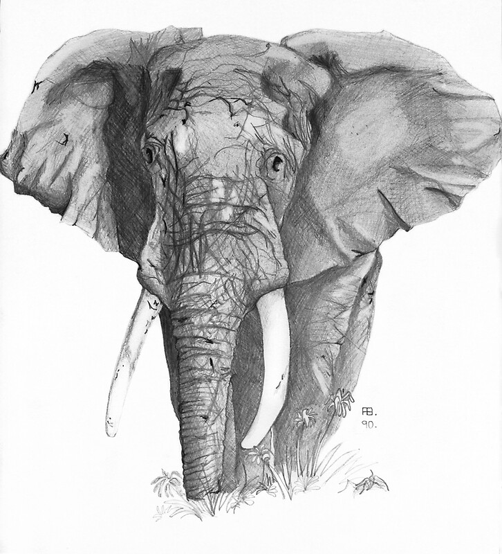 "African Elephant" by BruksSketches | Redbubble