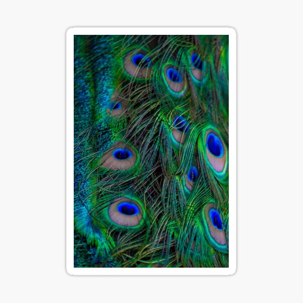 Nature peacock Sticker