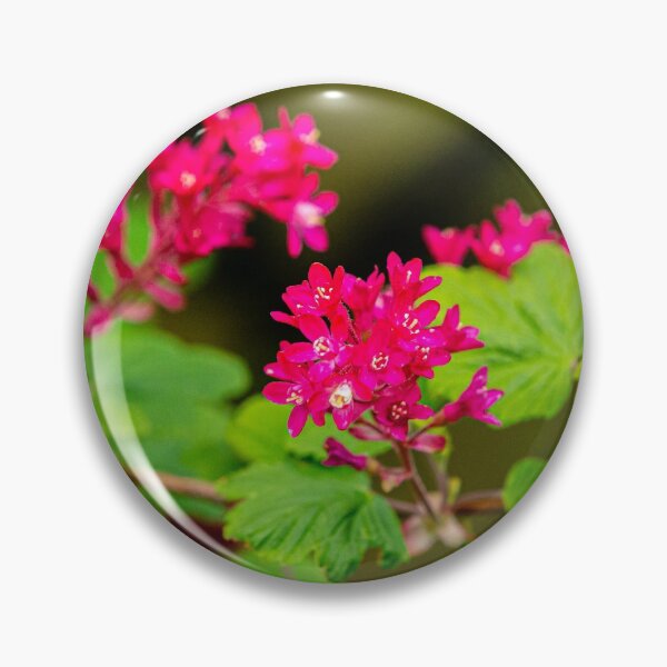 Item preview, The beautiful colours of a flowering Redcurrant designed and sold by Dalyndigital Photography.