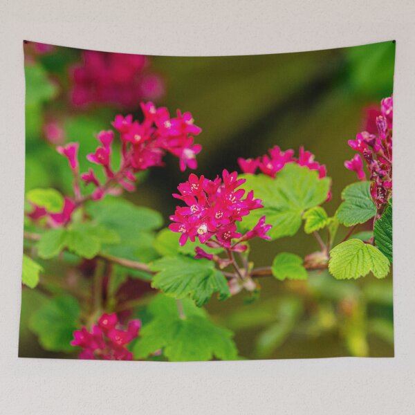 Item preview, The beautiful colours of a flowering Redcurrant designed and sold by Dalyndigital Photography.