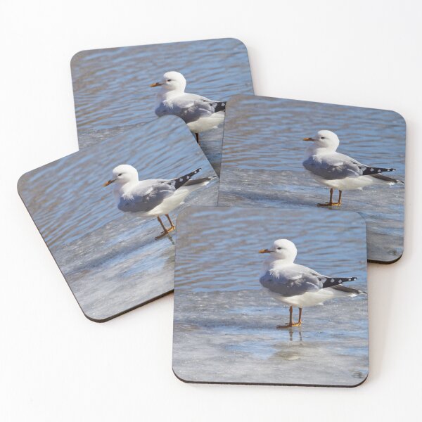 Item preview, Mew gull basics designed and sold by Jouko Lehto Photography.