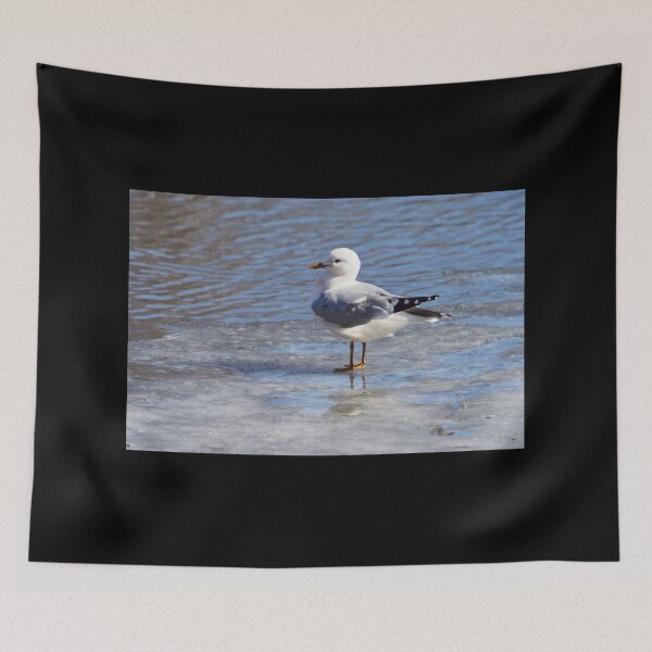 Item preview, Mew gull basics designed and sold by Jouko Lehto Photography.