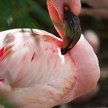 Artwork thumbnail, Flamingo by Zachlogic