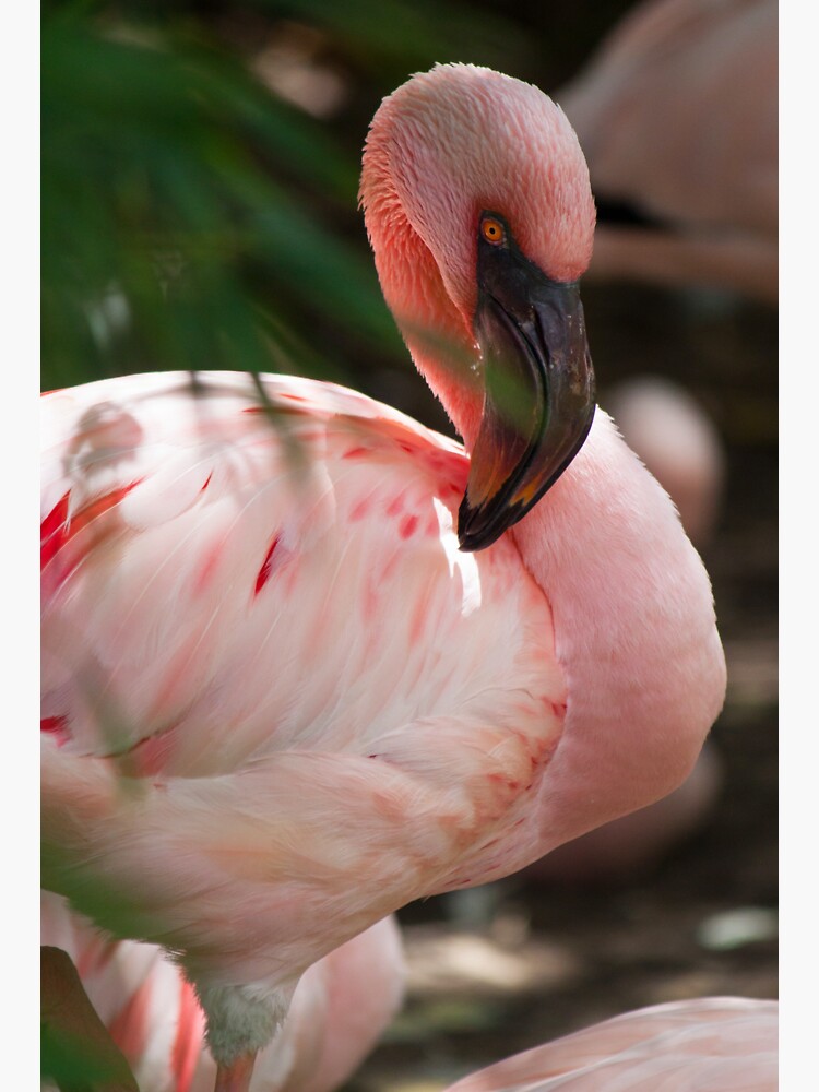 Thumbnail 3 of 3, Sticker, Flamingo designed and sold by Semapemodiba.